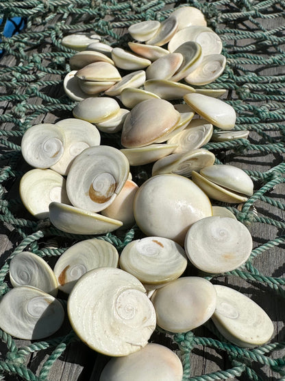White Cats Eye Operculum Eye of Shiva Shell