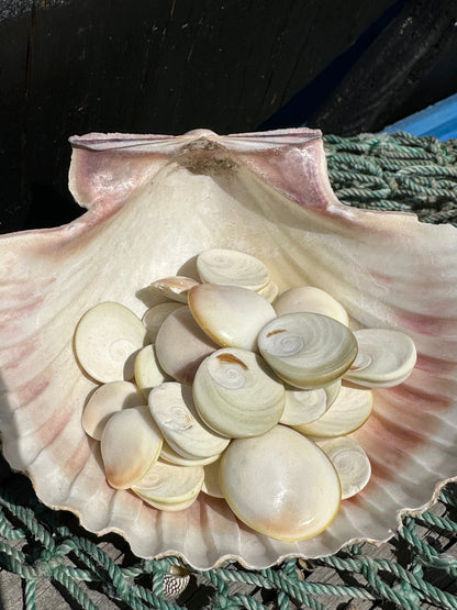 White Cats Eye Operculum Eye of Shiva Shell
