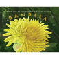 Book One of the Hidden Magic of Plants: Dandeia - Paperback