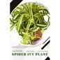 Spider Ivy Plant: Plant Guide - Paperback