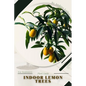 Indoor Lemon Trees: Plant Guide - Paperback