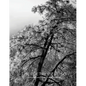 The Poetry of Being: Photographs and Haikus - Hardcover