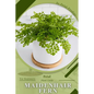 Maidenhair Fern: Prodigy Petal, Plant Guide - Paperback