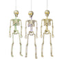 Lighted Skeleton with Moving Eyes -