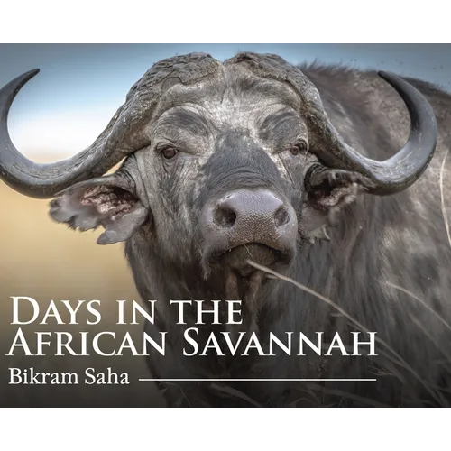 Days in the African Savannah - Hardcover