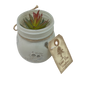 Faux Echeveria Succulent in Glass Jar