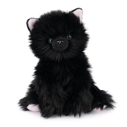 Xavier  Kitten