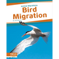 Bird Migration - Paperback