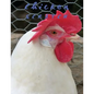Chicken Scratch - Paperback