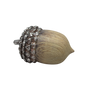 Resin Textured Harvest Acorn - Large