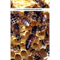 The Introduction of Queen Bees - Paperback
